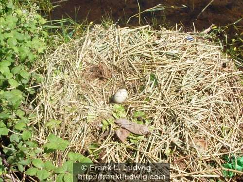 Nesting Swan